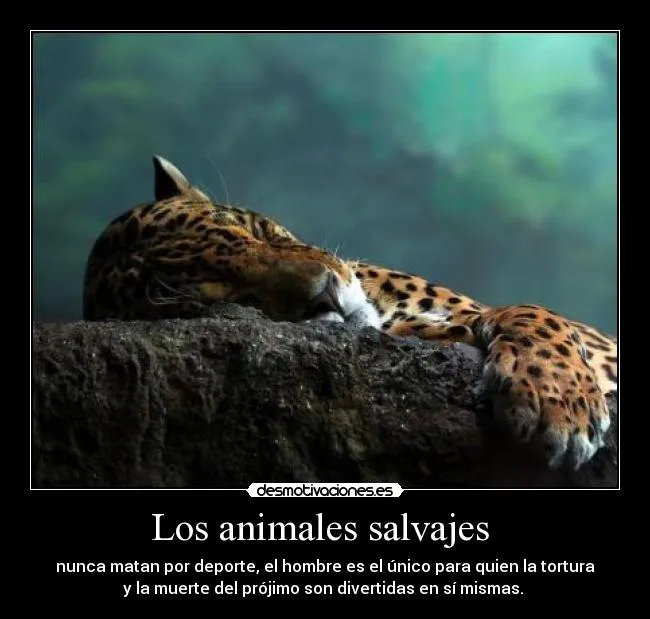 Los animales salvajes | Desmotivaciones