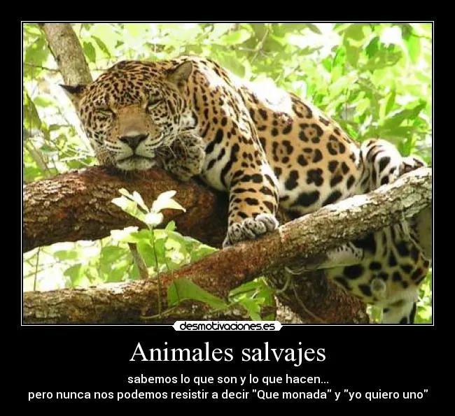 Animales salvajes | Desmotivaciones