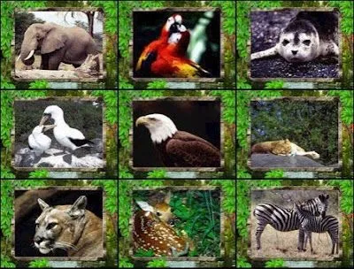 Animales Salvajes y Domesticos