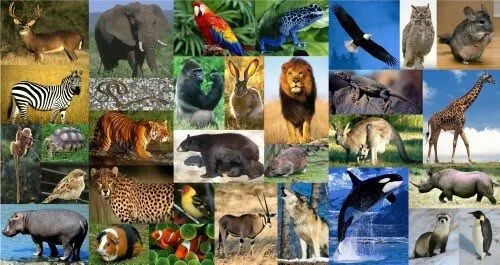 Animales salvajes y domesticos para imprimir - Imagui