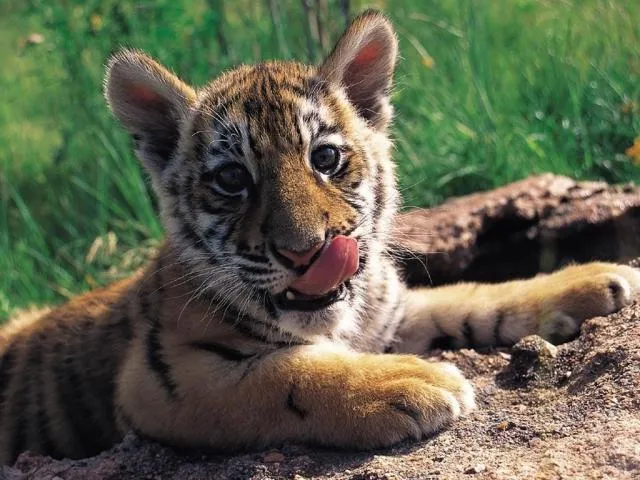 Dibujos de animales feroces - Imagui