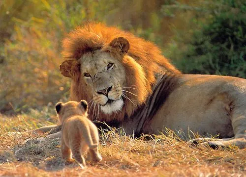 Animales salvajes gif con movimiento - Imagui | naturaleza ...