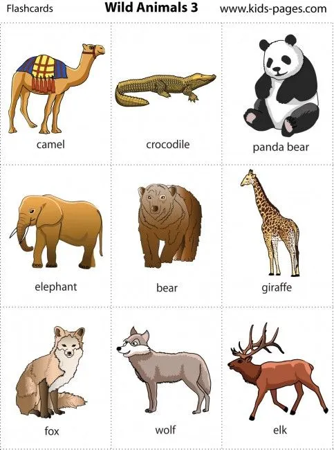 Animales salvajes en ingles - Imagui