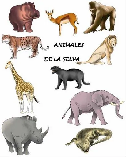 Animales salvajes con sus respectivos nombres - Imagui