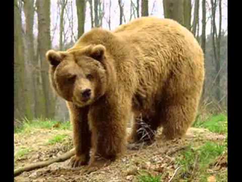 animales salvajes en peligro de extincion jav.wmv - YouTube animales salvajes en peligro de extincion jav.wmv - YouTube