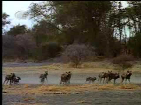 ANIMALES SALVAJES Y PELIGROSOS #1 DE 5 - YouTube ANIMALES SALVAJES Y PELIGROSOS #1 DE 5 - YouTube