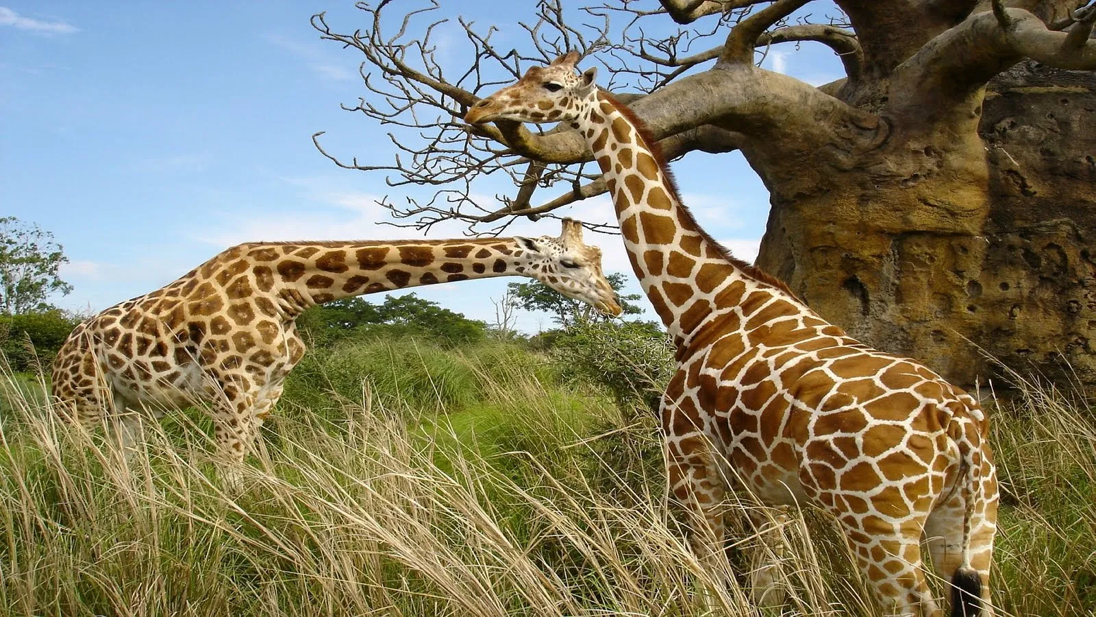 Los animales más salvajes del mundo HD - Imagui Los animales más salvajes del mundo HD - Imagui