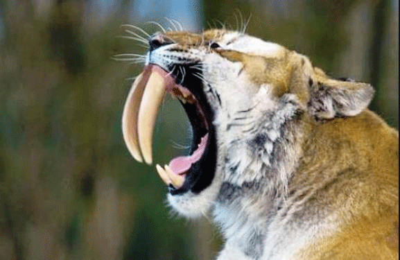 Los animales salvajes se redujeron a la mitad en 40 años | Futuro ...