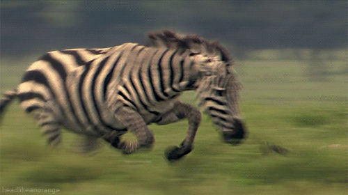 animales salvajes | Tumblr