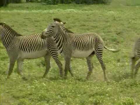ANIMALES SALVAJES - YouTube