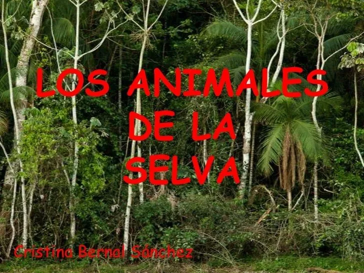 Los animales de la selva