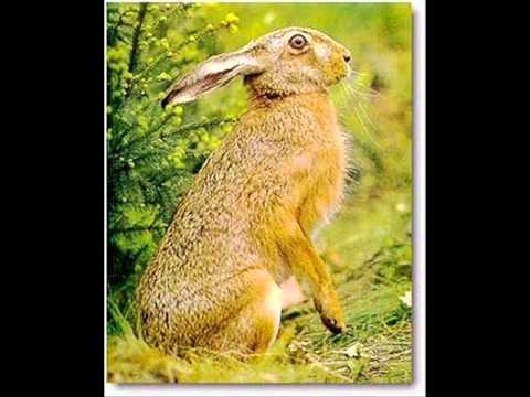 animales de la selva alta perennifolia - YouTube animales de la selva alta perennifolia - YouTube