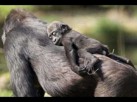 ANIMALES DE LA SELVA - YouTube