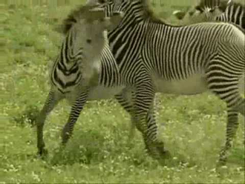 Los Animales de la Selva - YouTube