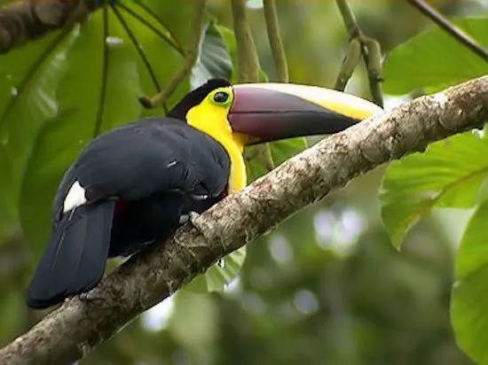 ANIMALES SILVESTRES: ANIMALES SILVESTRES AVES ANIMALES SILVESTRES: ANIMALES SILVESTRES AVES