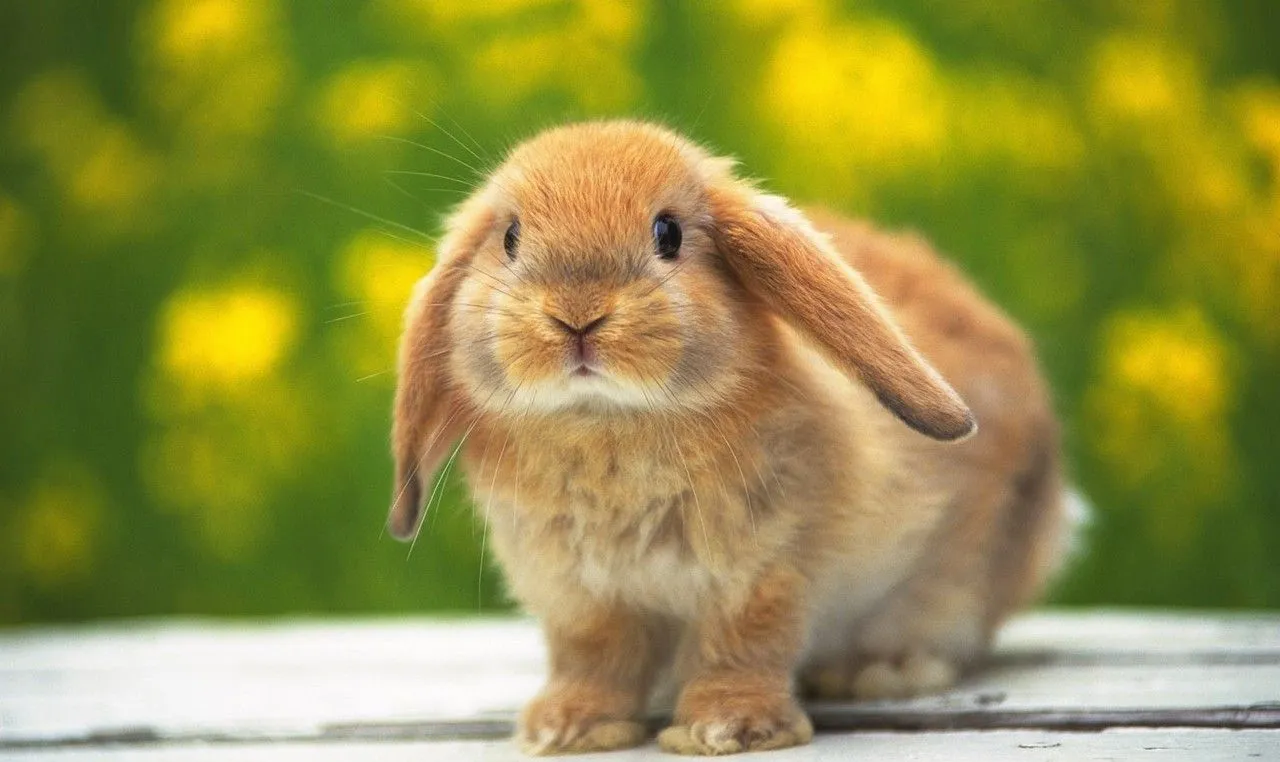 Animales silvestres | Animalia Latina Blog | Page 3 Animales silvestres | Animalia Latina Blog | Page 3