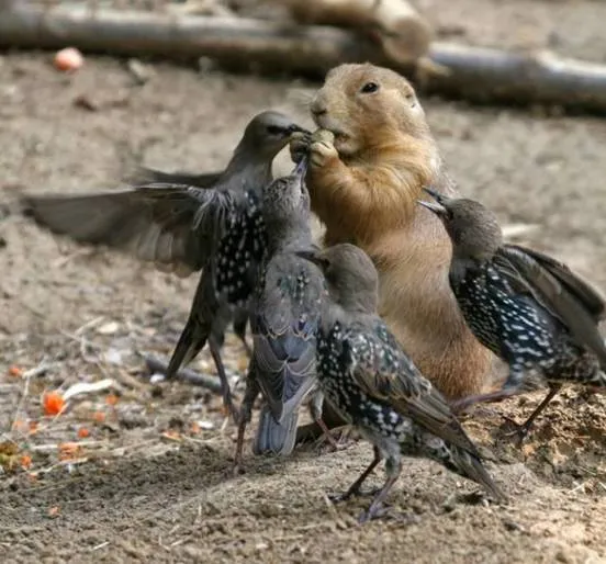 Animales simpáticos! (muy buenas fotos) - Taringa! Animales simpáticos! (muy buenas fotos) - Taringa!