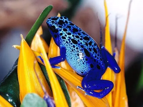 Animales Sorprendentes: Fotos de Ranas curiosas Animales Sorprendentes: Fotos de Ranas curiosas