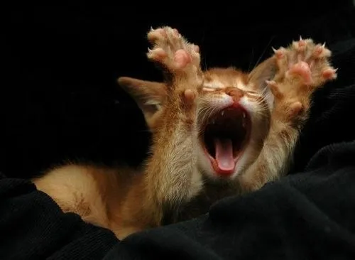 Animales con sueño(bostezando)XD - Taringa! Animales con sueño(bostezando)XD - Taringa!