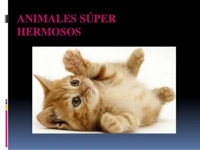 Animales súper hermosos