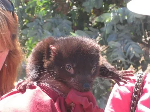 Animales de Tasmania y el Valle del Tamar « Perdidos por el mundo