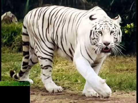 Animales Terrestres y Animales Acuaticos - YouTube