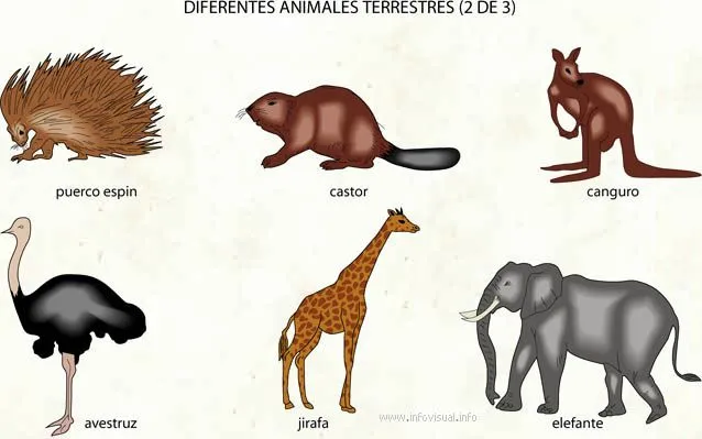 animales terrestres. | diversidad de animales. animales terrestres. | diversidad de animales.
