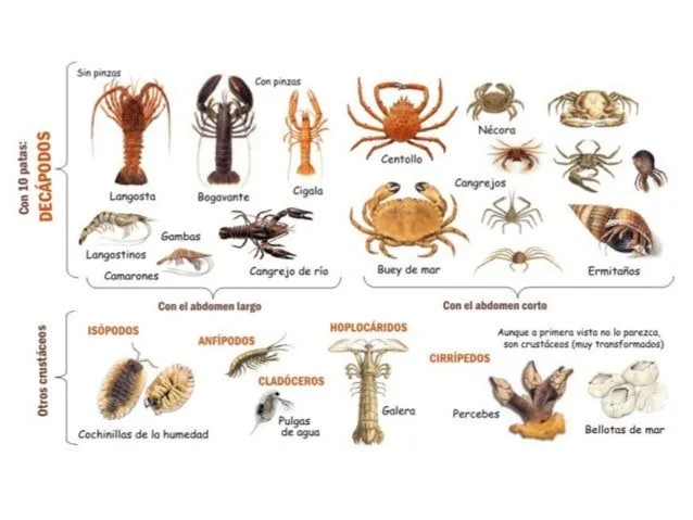 Animales terrestres con nombres - Imagui