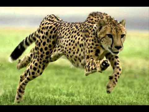 Animales Terrestres - YouTube