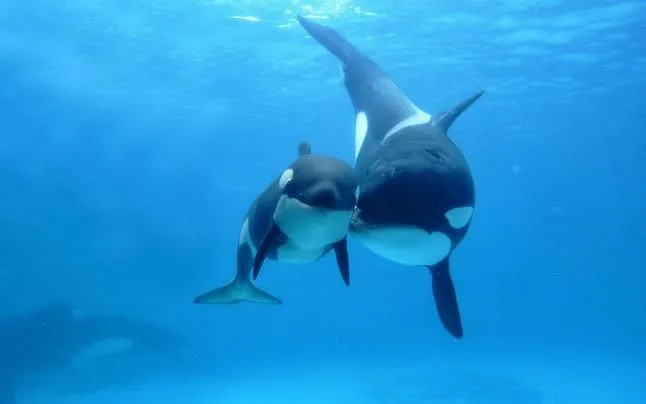 TODOS LOS ANIMALES; SON UN TESORO PARA "EL PLANETA"..: LOS ... TODOS LOS ANIMALES; SON UN TESORO PARA "EL PLANETA"..: LOS ...