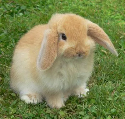 Animales Tiernos :)