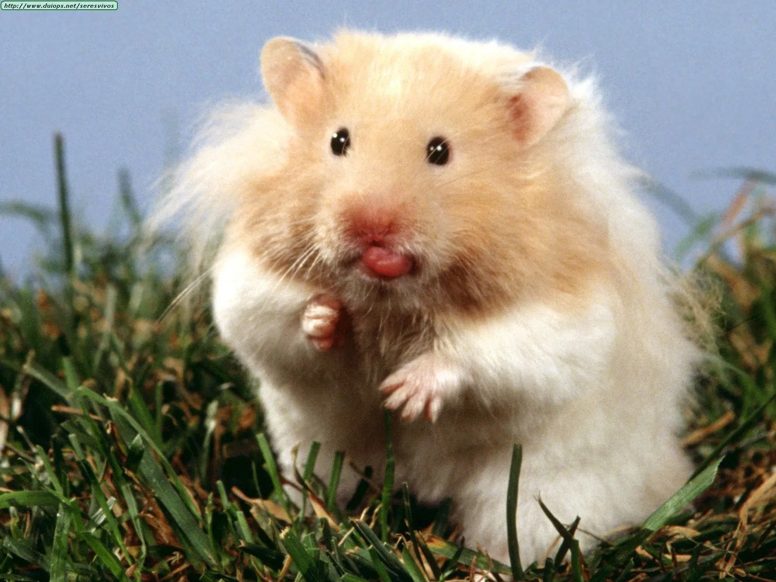 animales mas tiernos