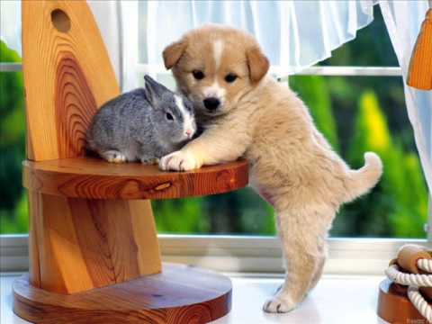 animales tiernos bebes - YouTube