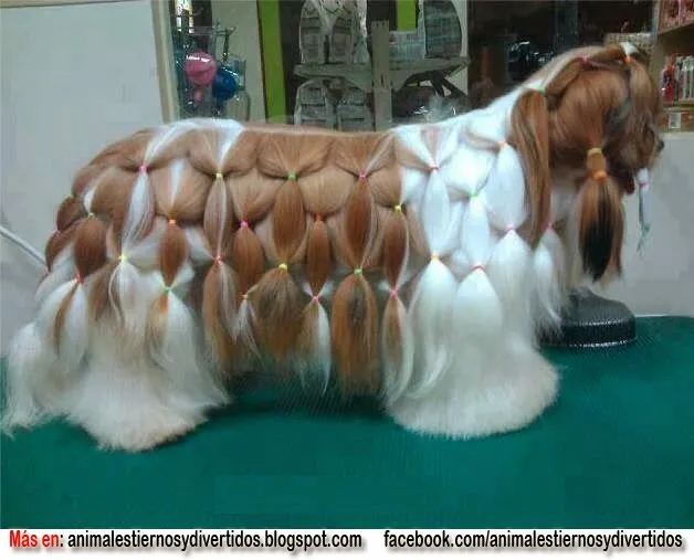 ANIMALES TIERNOS Y DIVERTIDOS: PEINADOS PARA PERROS ANIMALES TIERNOS Y DIVERTIDOS: PEINADOS PARA PERROS