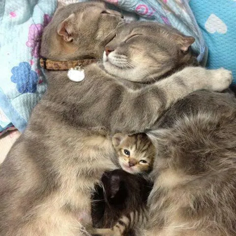 ANIMALES TIERNOS Y DIVERTIDOS: FAMILIA DE GATITOS