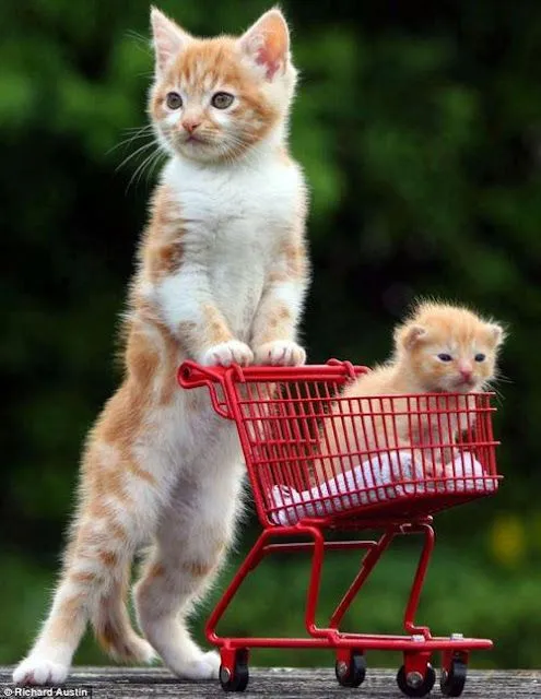 ANIMALES TIERNOS Y DIVERTIDOS: GATITOS GRACIOSOS ANIMALES TIERNOS Y DIVERTIDOS: GATITOS GRACIOSOS