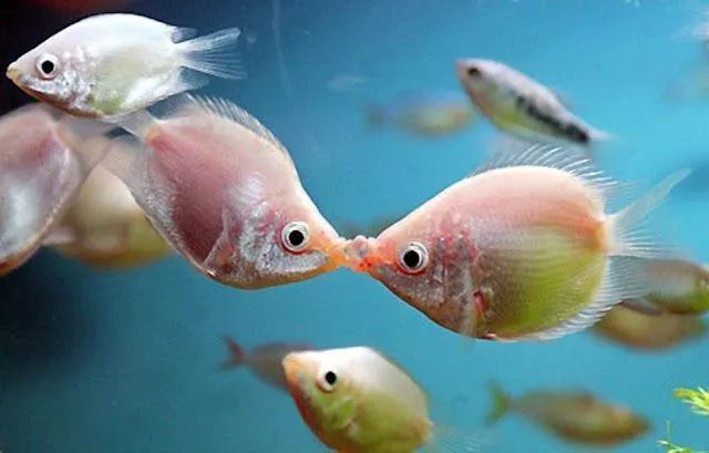 ANIMALES TIERNOS Y DIVERTIDOS: PECESITOS ENAMORADOS ANIMALES TIERNOS Y DIVERTIDOS: PECESITOS ENAMORADOS