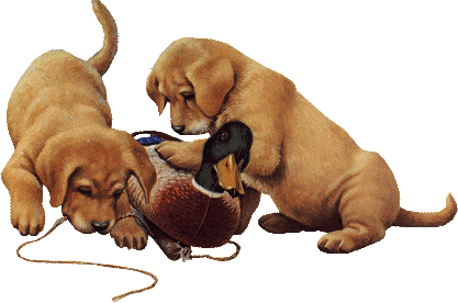 Animales tiernos gif - Imagui