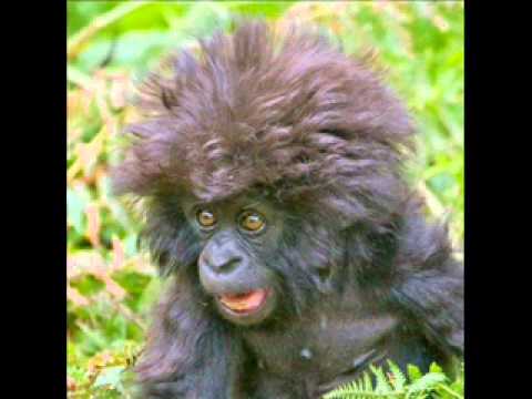 animales tiernos y graciosos clari.wmv - YouTube animales tiernos y graciosos clari.wmv - YouTube