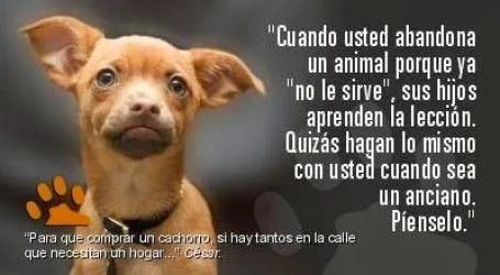 Animales Tiernos Inspiran: Frases para aprender sobre los animales ...