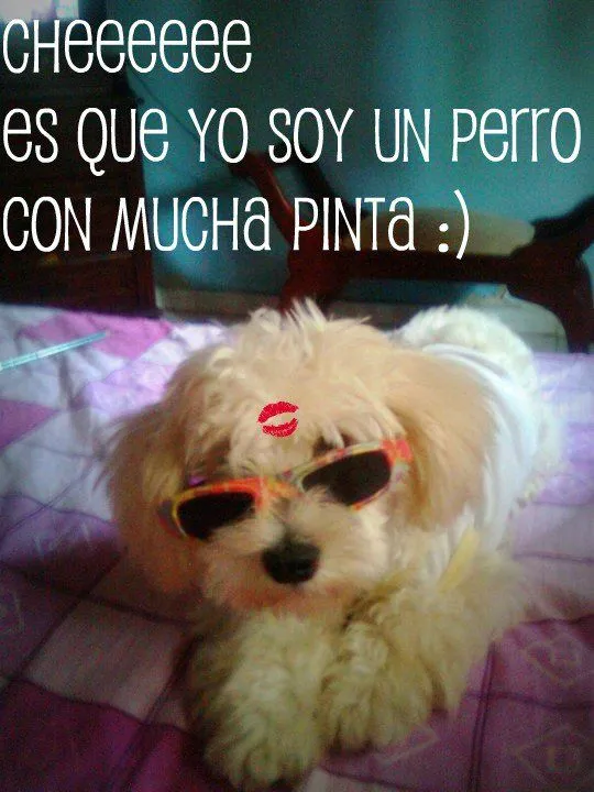 Animales Tiernos Inspiran: ver graciosas imagenes con frases ...