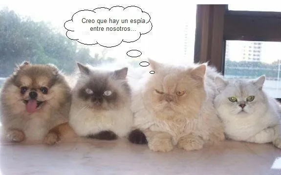 Animales Tiernos Inspiran: ver graciosas imagenes con frases ... Animales Tiernos Inspiran: ver graciosas imagenes con frases ...