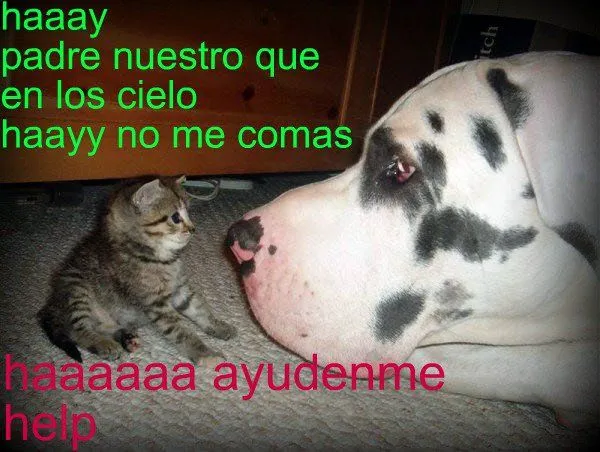 Animales Tiernos Inspiran: ver graciosas imagenes con frases ...