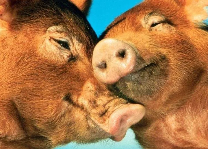 Animales Tiernos Inspiran: imagen de cerditos enamorados Animales Tiernos Inspiran: imagen de cerditos enamorados