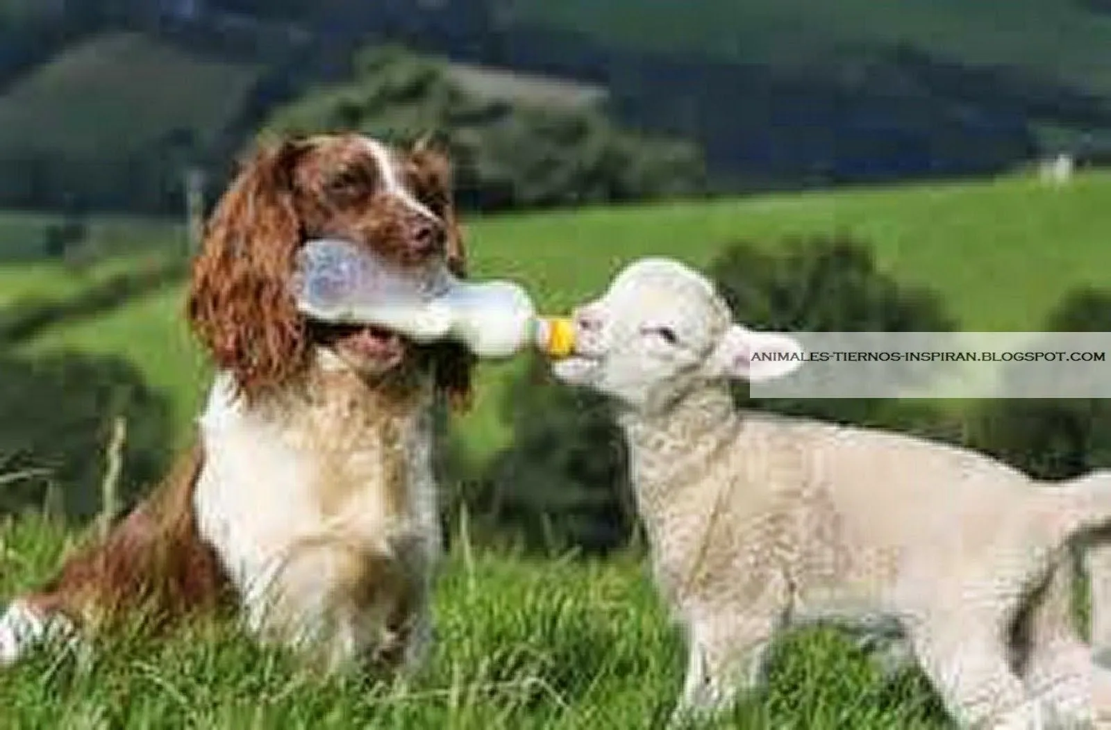 Animales Tiernos Inspiran: imágenes de animales bebes pequeños