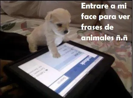 Animales Tiernos Inspiran: imagenes lindas graciosas de animales ...