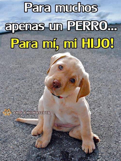 Animales Tiernos Inspiran: ver imagenes con frases de animales ...