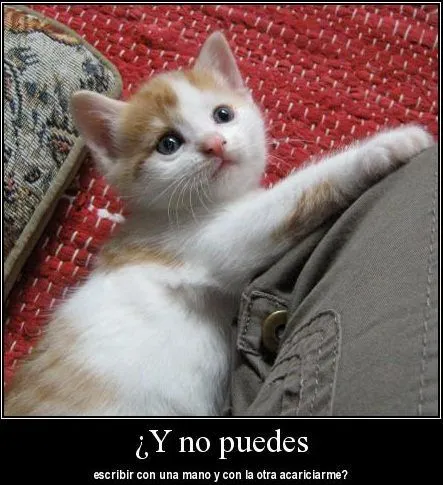 Animales Tiernos Inspiran: imagenes lindas graciosas de animales ... Animales Tiernos Inspiran: imagenes lindas graciosas de animales ...