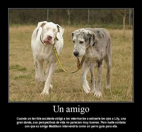 Animales Tiernos Inspiran: ver Imagenes con frases tristes de animales Animales Tiernos Inspiran: ver Imagenes con frases tristes de animales