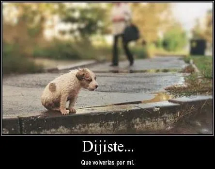 Animales Tiernos Inspiran: ver Imagenes con frases tristes de animales Animales Tiernos Inspiran: ver Imagenes con frases tristes de animales